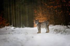 Bobcat in winter forest (Michaela Firesova) - Muzeo.com