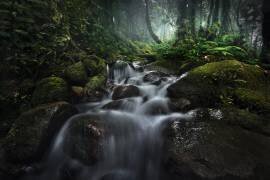 Borneo Rainforest (Hary Muhammad) - Muzeo.com