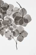 Botanical (Lenka) - Muzeo.com