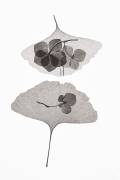 Botanical (Lenka) - Muzeo.com