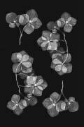 Botanical (Lenka) - Muzeo.com