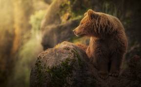 Brown bear during sunset (Sergio Saavedra Ruiz) - Muzeo.com