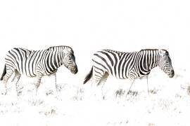 Burchell's Zebra (Equus quagga burchelli) - Walking. Etosha National Park, Namibia. This image was taken with a very high ASA setting, hence the overexposure. (Thomas Dressler) - Muzeo.com