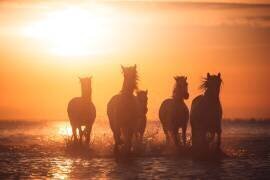Camargue angels (Rostovskiy Anton) - Muzeo.com