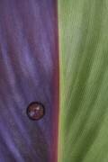 Canna (Stephen Clough) - Muzeo.com
