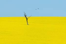 Canola Flowers (Ivylu) - Muzeo.com