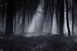 Capela forest (Julien Oncete) - Muzeo.com