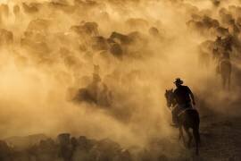 Cappadocia wild horses (Dan Mirica) - Muzeo.com