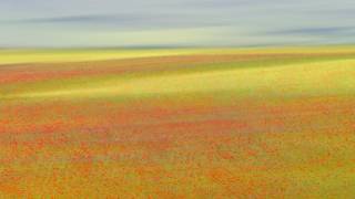 Castelluccio Colors (Roberto Marchegiani) - Muzeo.com