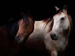Cavalli (Massimo Della Latta) - Muzeo.com