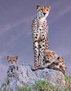 Cheetah with cubs at dawn (Arun Mohanraj) - Muzeo.com