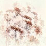 Chorus frivola (Gilbert Claes ) - Muzeo.com