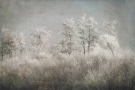 Cold morning (Nel Talen) - Muzeo.com