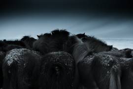 Cold weather (Bingo Z) - Muzeo.com