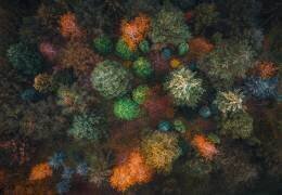 Colorful garden (Bogdan Popa) - Muzeo.com