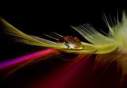 Colors in the drop (Aida Ianeva) - Muzeo.com