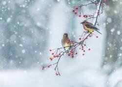 Colors of Winter (Hong Chen) - Muzeo.com