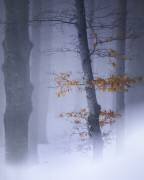 Colour a white (Fiorenzo Carozzi) - Muzeo.com