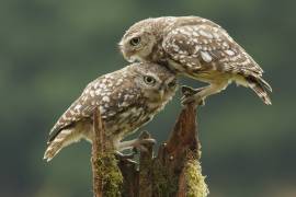 Comforting Little Owls (Prashant Meswani) - Muzeo.com
