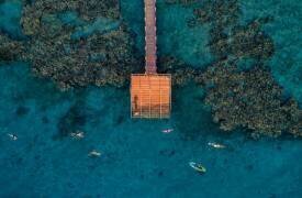 Coral escape (Ido Meirovich) - Muzeo.com