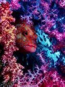 Coral Hind (Dani Barchana ) - Muzeo.com