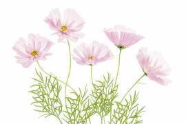 Cosmos Cupcake (Mandy Disher) - Muzeo.com