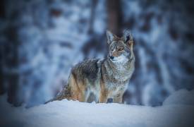 Coyote in Winter (Jenny Qiu) - Muzeo.com