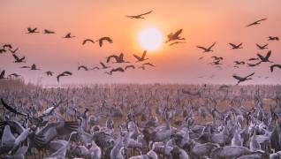 Cranes at sunrise (Keren Or) - Muzeo.com