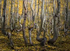 Crooked Aspen (Alex Li) - Muzeo.com