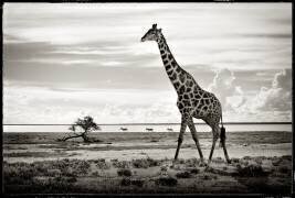 Cross-linked giraffe in the savannah of Etosha NP in Namibia (Philippe-Alexandre Chevallier) - Muzeo.com