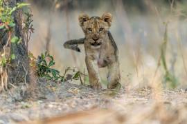 Cub - South Luangwa (Giuseppe Damico) - Muzeo.com