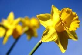 Daffodil Line (Sarah O'Toole) - Muzeo.com