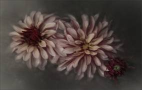 Dahlia family (Gilbert Claes ) - Muzeo.com
