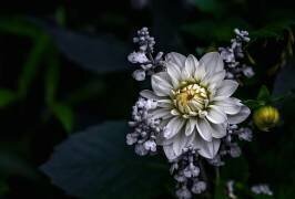 Dahlia flower (Ronny Olsson) - Muzeo.com