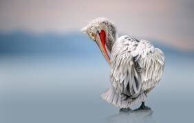 Dalmatian pelican at dawn (Xavier Ortega) - Muzeo.com