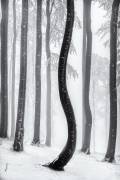 Dancing tree (Tom Pavlasek) - Muzeo.com