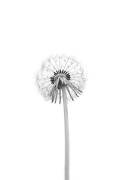 Dandelion (Lotte Gronkjar) - Muzeo.com