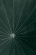Dark green leaf (1x Studio III) - Muzeo.com