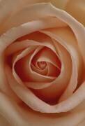 Delicate (Marco Debiasi) - Muzeo.com