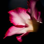 Desert Rose Aglow (TJ Gillespie) - Muzeo.com