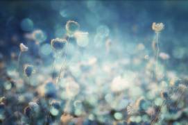 Diamonds (Stefan Eisele) - Muzeo.com