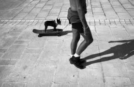 Dog scating (from the series qManlyq) (Dieter Matthes) - Muzeo.com