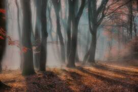 Dreamy forest (Piet Haaksma) - Muzeo.com