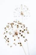Dried Flower 2 natural (1x Studio III) - Muzeo.com