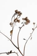 Dried Twig (1x Studio III) - Muzeo.com