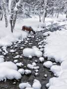 Drinking in snow (Hua Zhu) - Muzeo.com