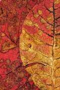 Dying Leaf (Aleš Klabus) - Muzeo.com
