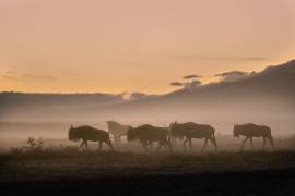 Early morning in Serengeti (Fabrizio Moglia) - Muzeo.com