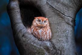 Eastern Screech Owl (Red Morph) (Max Wang) - Muzeo.com