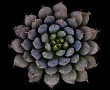 Echeveria setosa var. deminuta (Victor Mozqueda) - Muzeo.com
